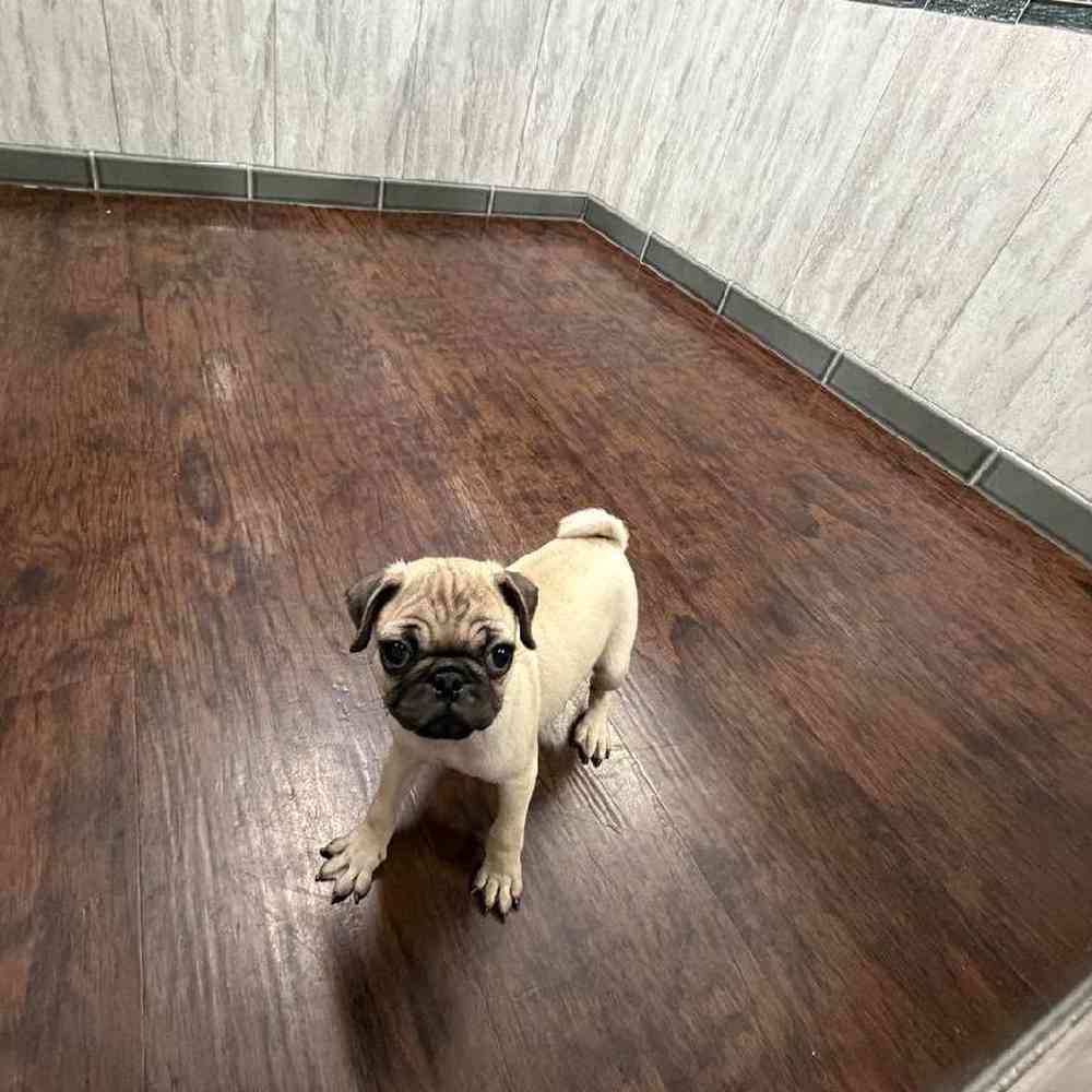Female Pug Puppy for Sale in New Haven, CT