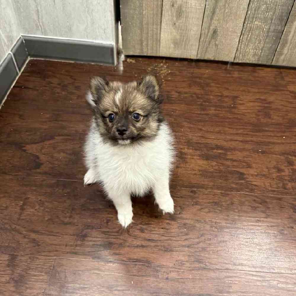 Image of a pet breed in the gallery