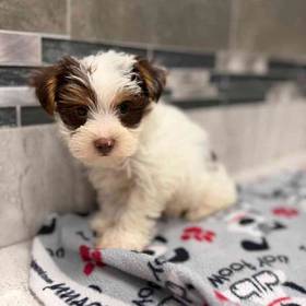 Yorkie