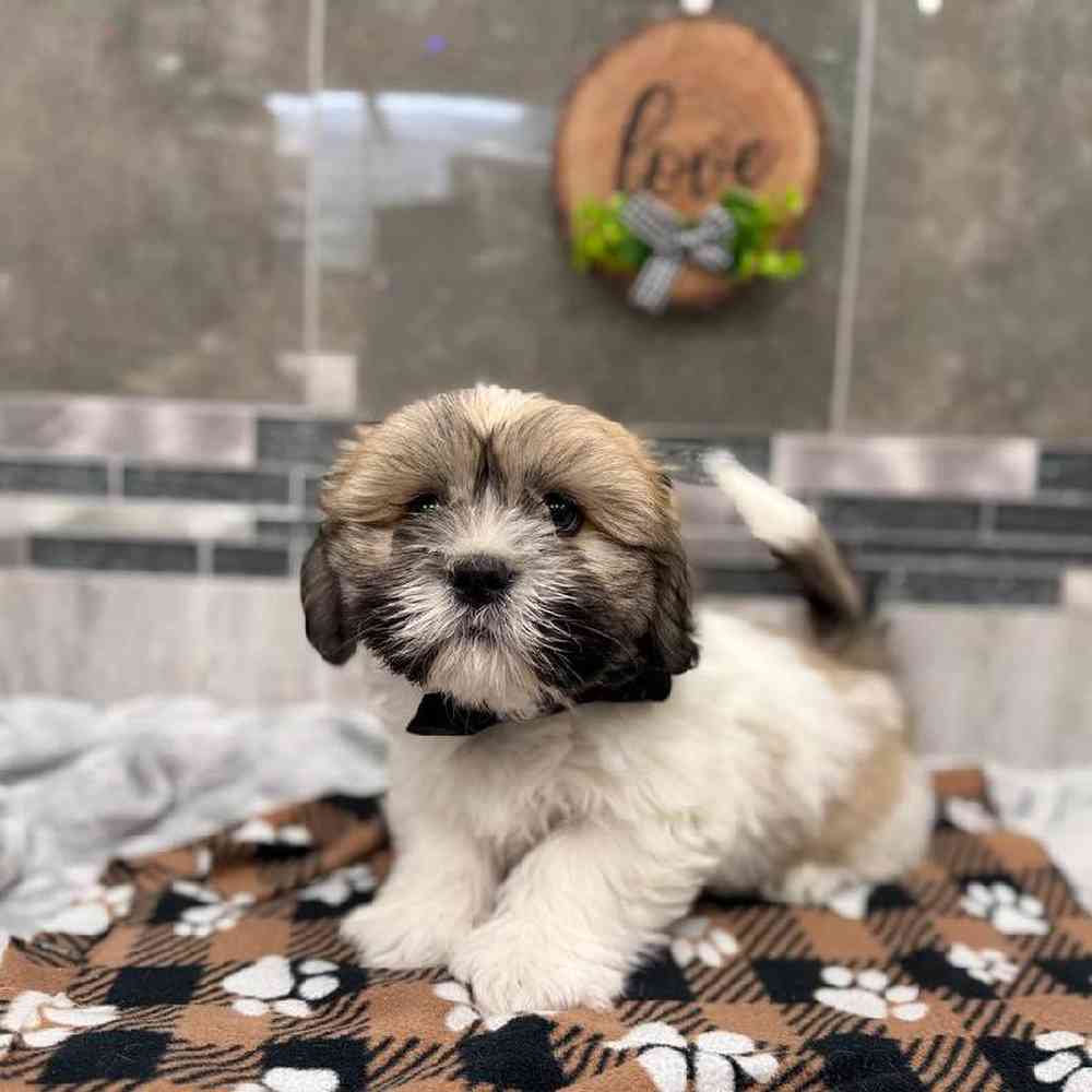 Image of a pet breed in the gallery