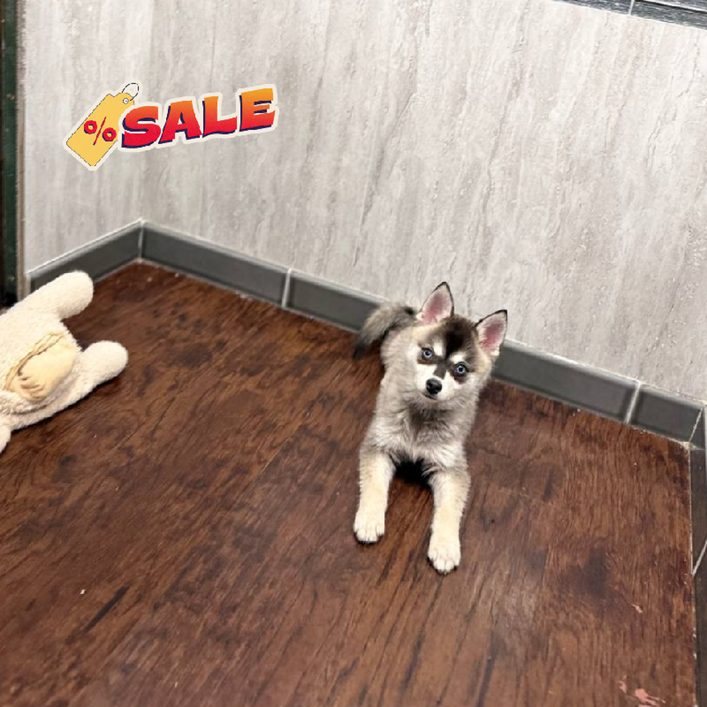 Male Alaskan Klee Kai Puppy for Sale in New Haven, CT