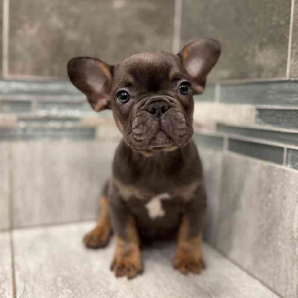 Image of a pet breed in the gallery