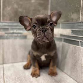 French Bulldog