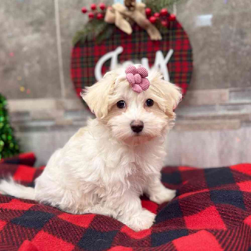 Image of a pet breed in the gallery