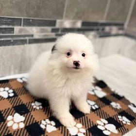 Pomeranian