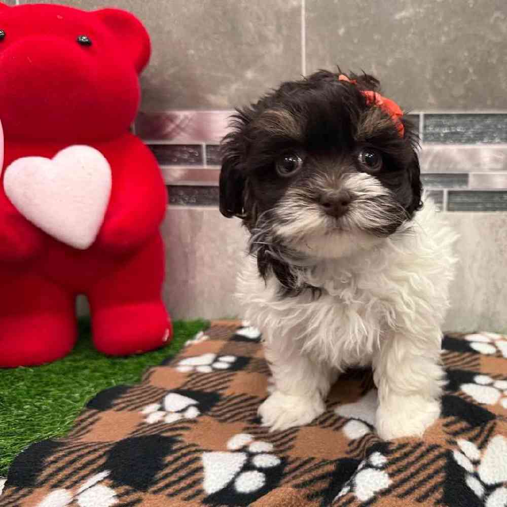 Image of a pet breed in the gallery