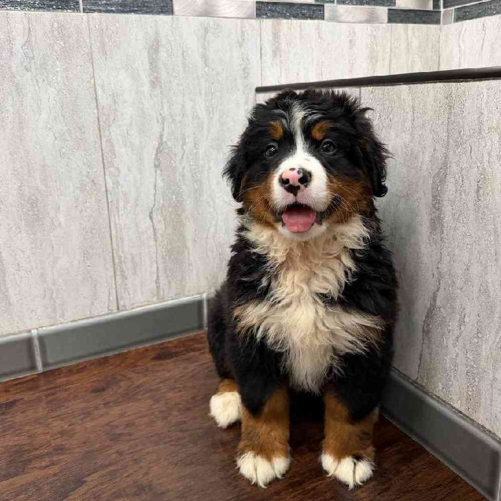 Male Bernese Mountain Dog Puppy for Sale in New Haven, CT