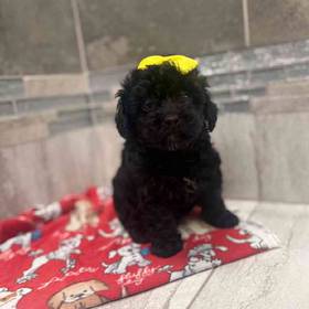 Mini Poodle