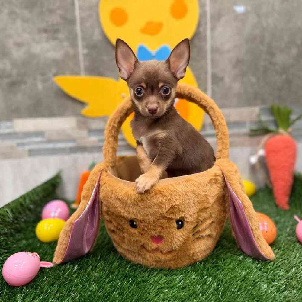 Image of a pet breed in the gallery