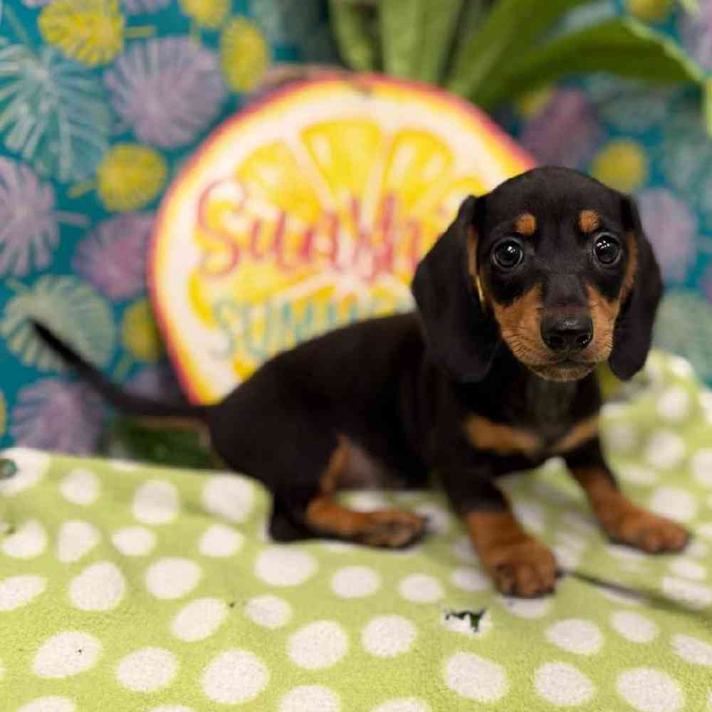 Image of a pet breed in the gallery