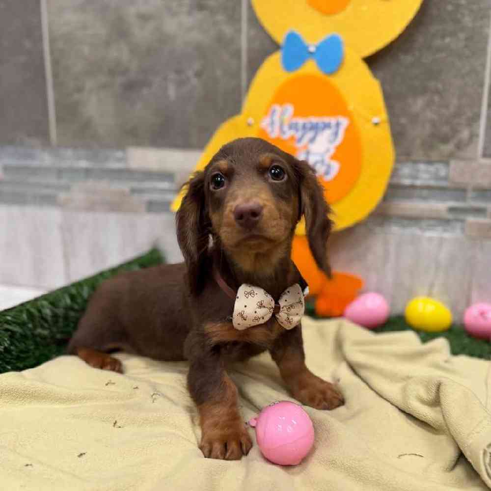 Image of a pet breed in the gallery