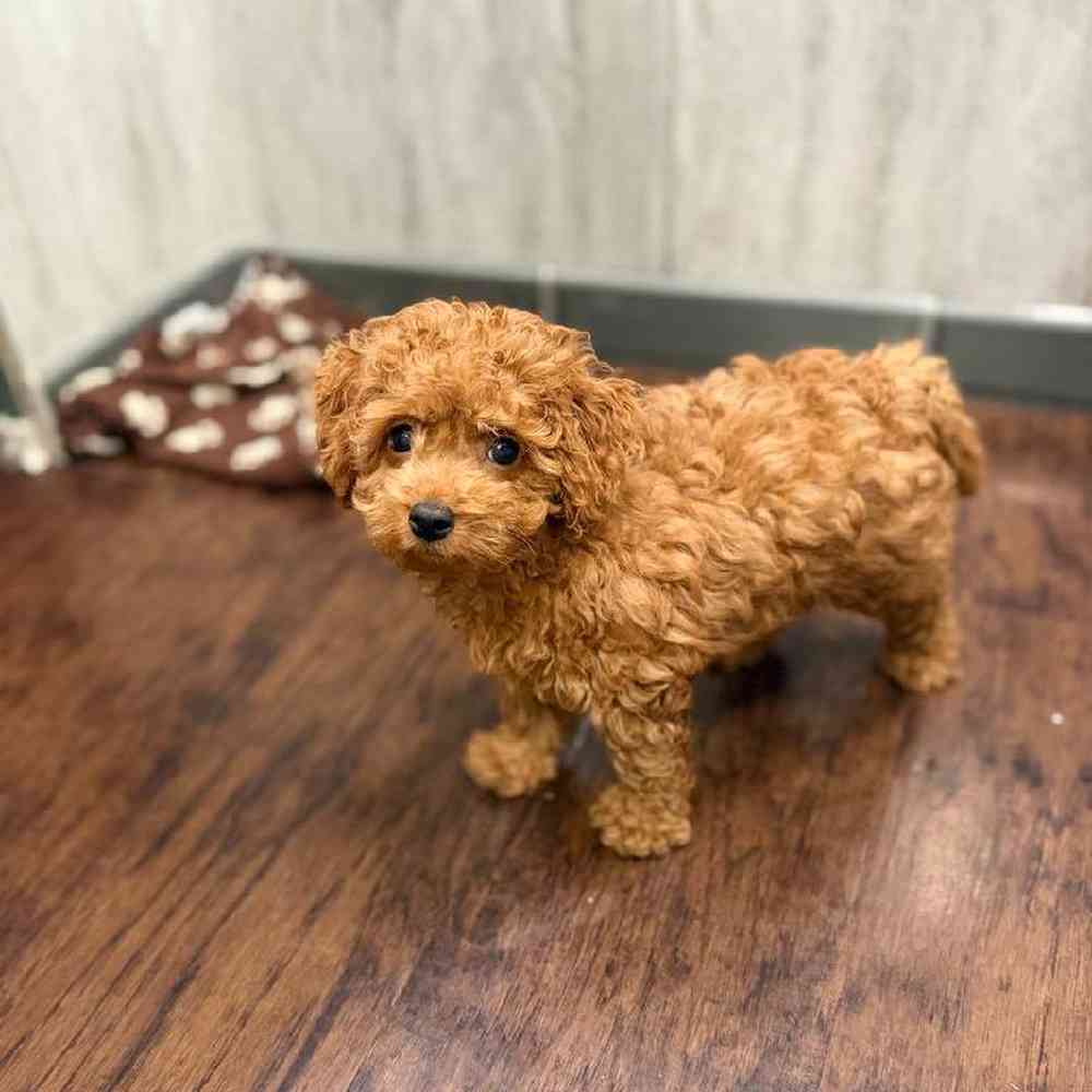 Image of a pet breed in the gallery
