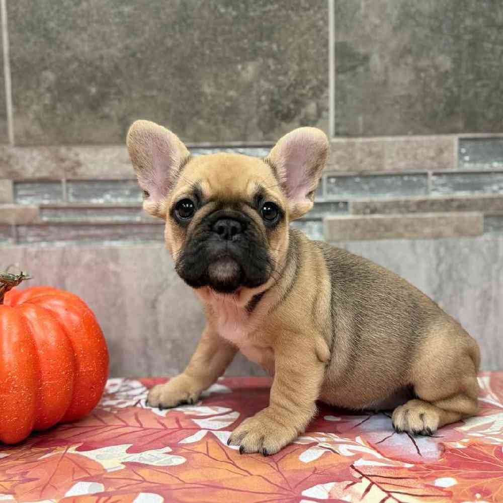 Image of a pet breed in the gallery