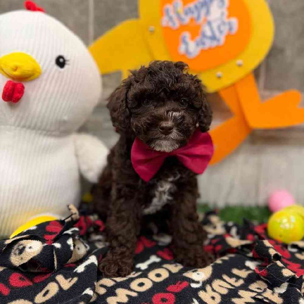 Image of a pet breed in the gallery