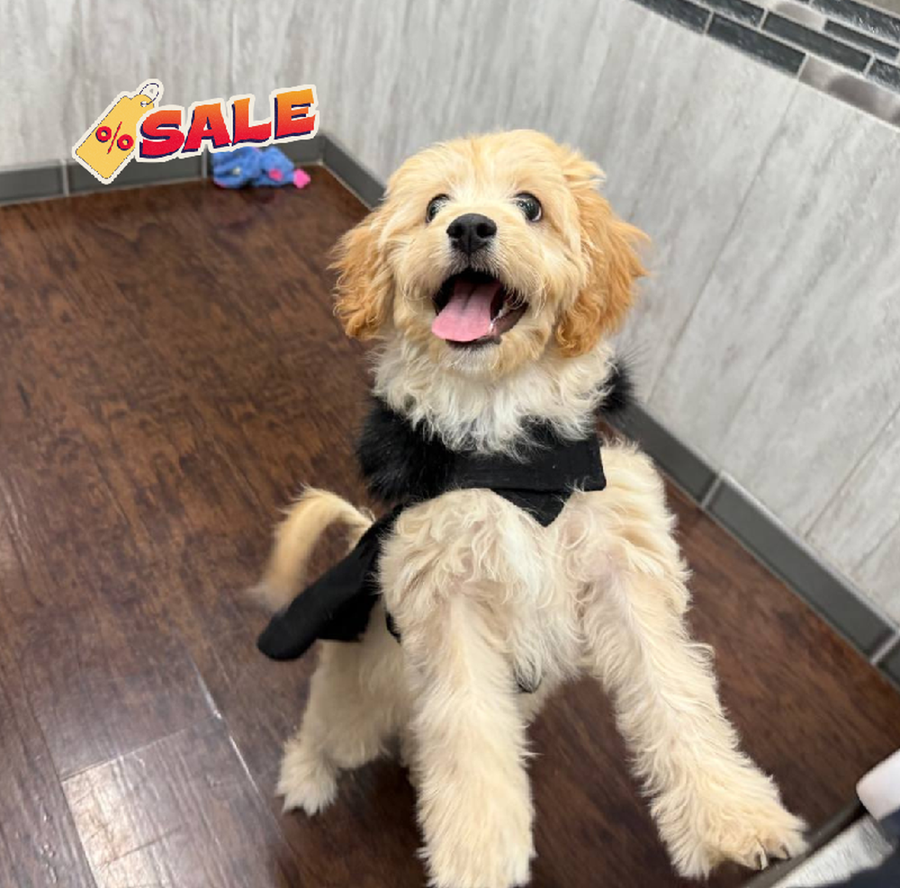 Image of a pet breed in the gallery