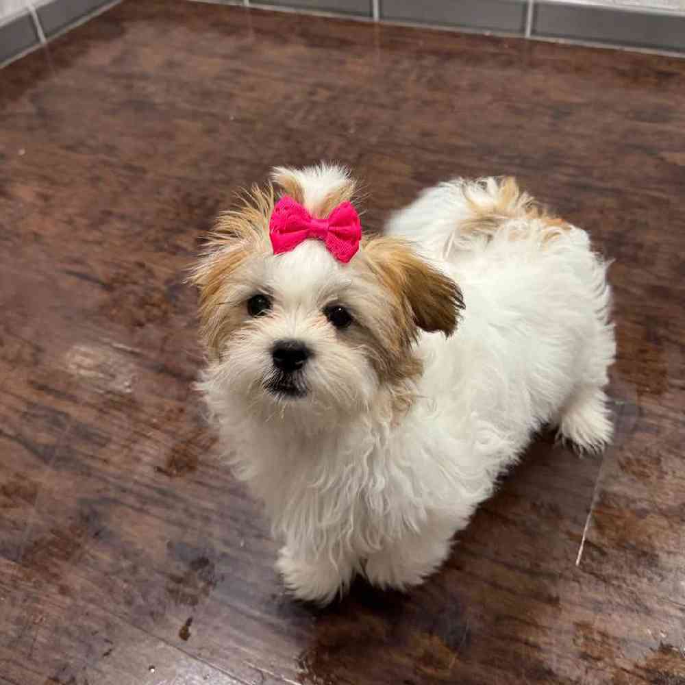Image of a pet breed in the gallery