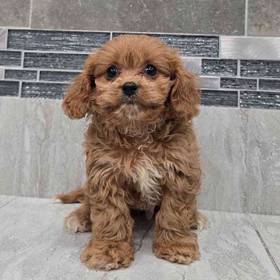 Cavapoo