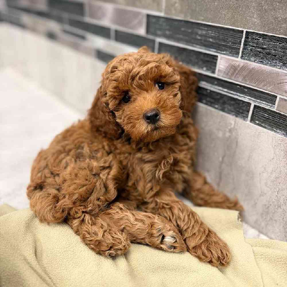 Female Cockapoo Puppy for Sale in New Haven, CT