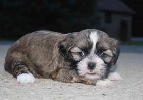 Shih Tzu