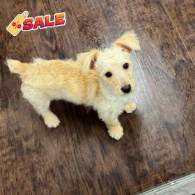 Yorkie-Poo