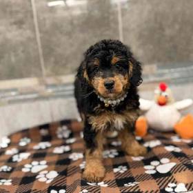 Mini Bernedoodle