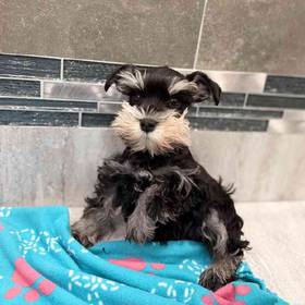Mini Schnauzer