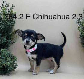 Chihuahua
