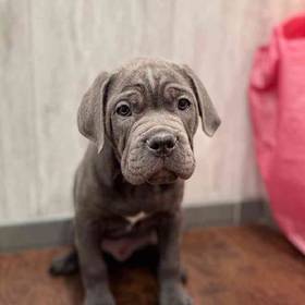 Cane Corso