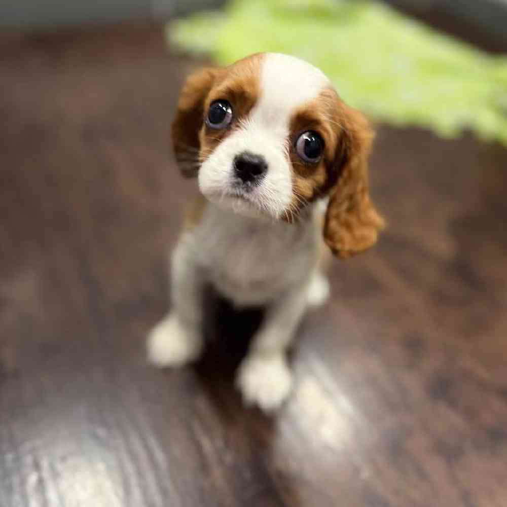 Image of a pet breed in the gallery
