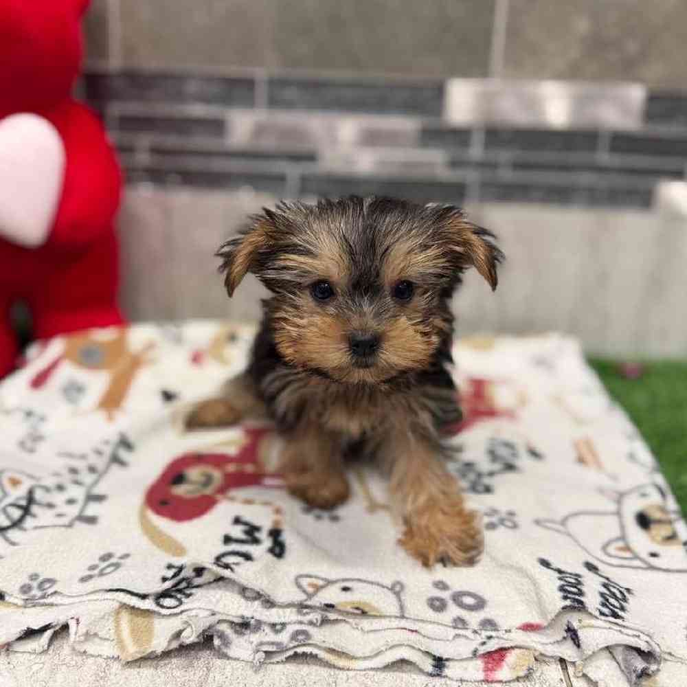 Image of a pet breed in the gallery