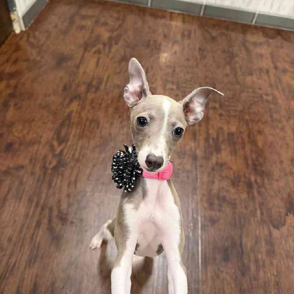 Female Italian Greyhound Puppy for Sale in New Haven, CT