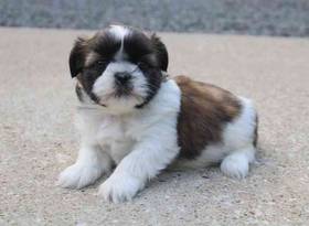 Shih Tzu