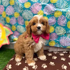 Cavapoo