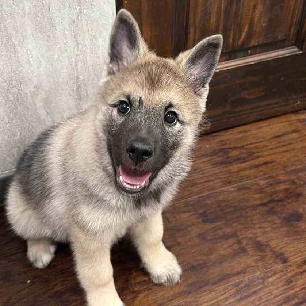 Male Norwegian Elkhound Puppy for Sale in New Haven, CT