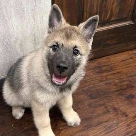 Norwegian Elkhound
