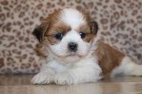 Shih Tzu