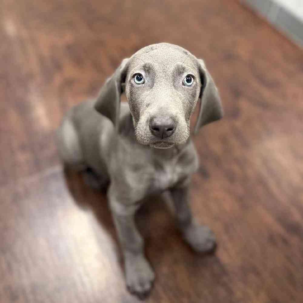 Image of a pet breed in the gallery