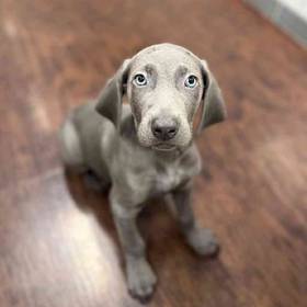 Weimaraner