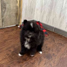 Pomeranian
