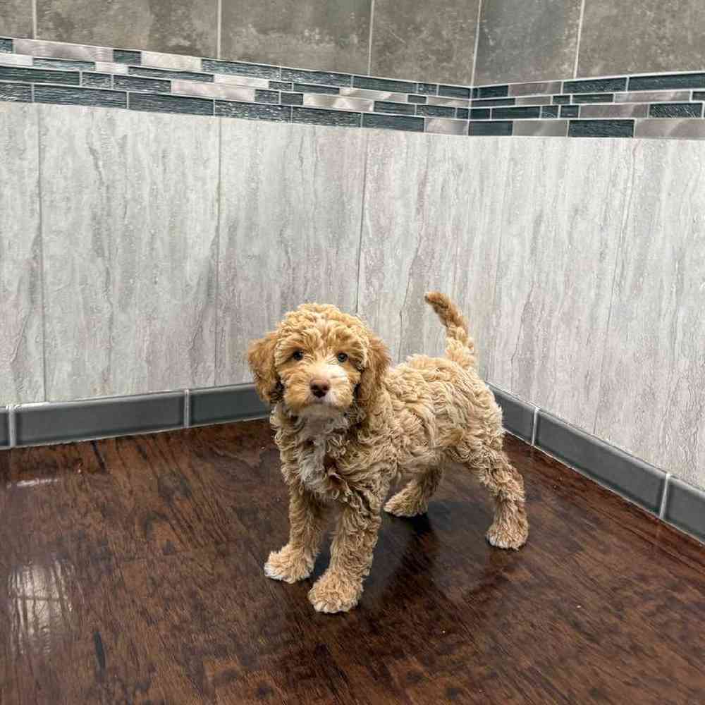 Male Cockadoodle Puppy for Sale in New Haven, CT
