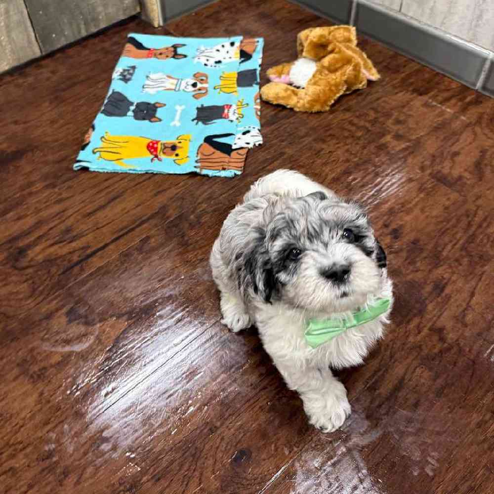 Image of a pet breed in the gallery