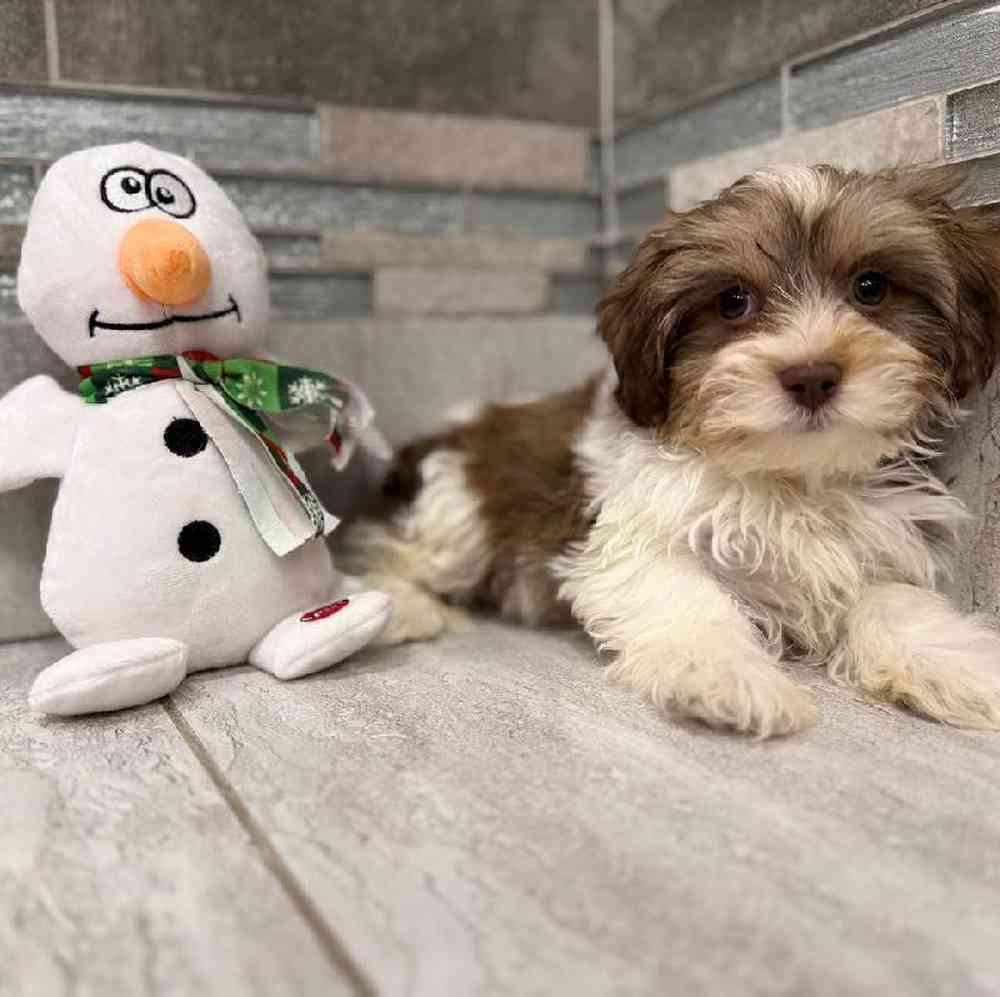 Male Teddy Bear Puppy for Sale in New Haven, CT