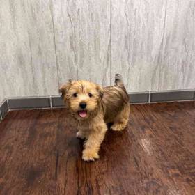 Shorkie