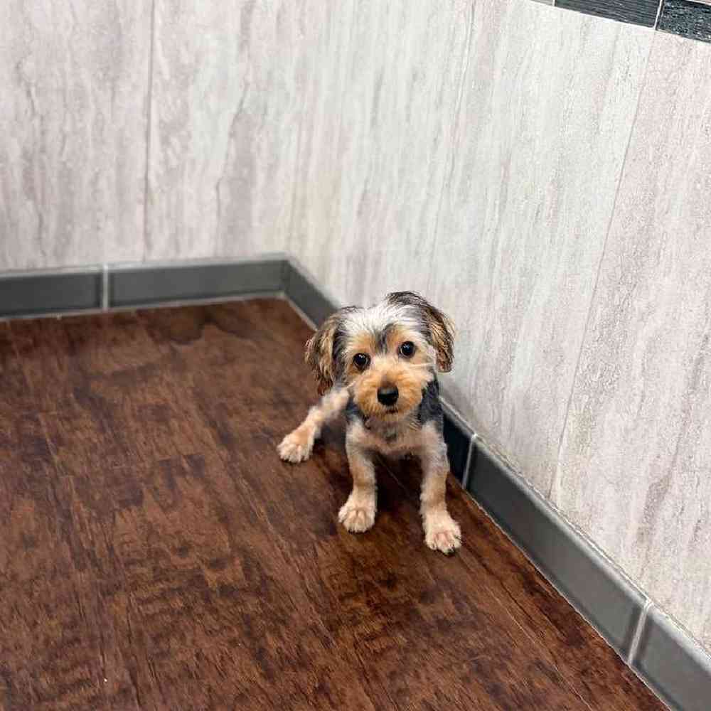 Female Yorkie Puppy for Sale in New Haven, CT