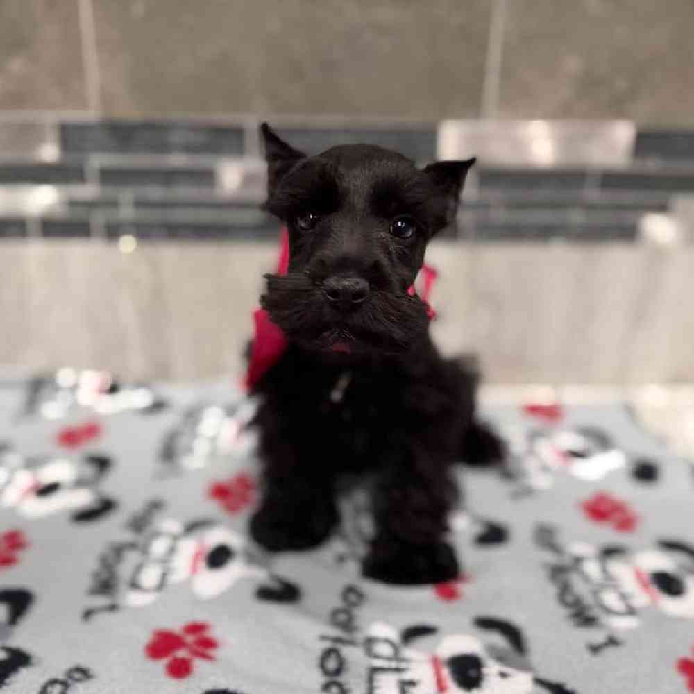 Male Mini Schnauzer Puppy for Sale in New Haven, CT