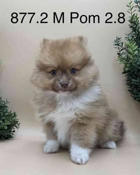 Pomeranian