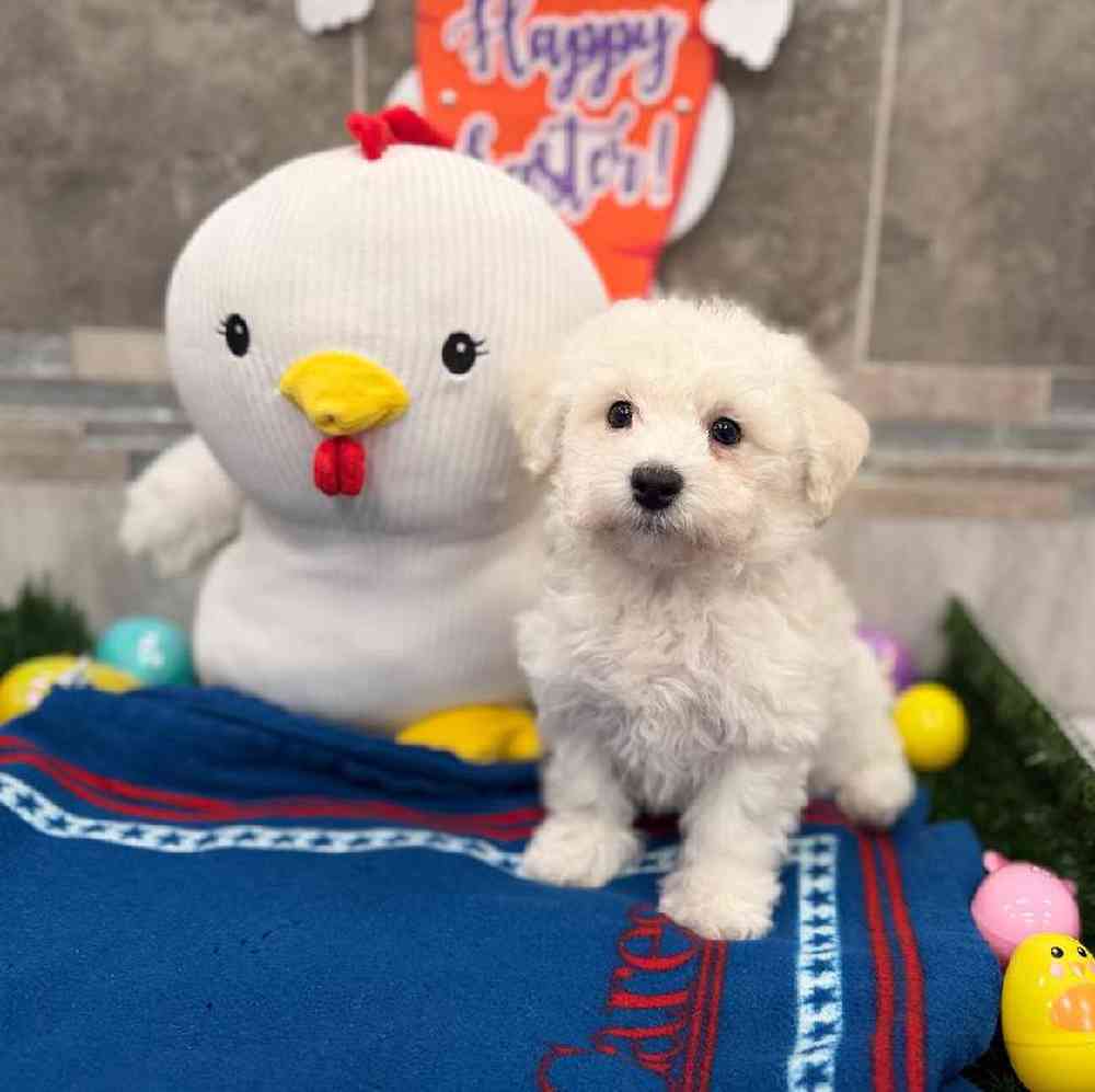 Image of a pet breed in the gallery