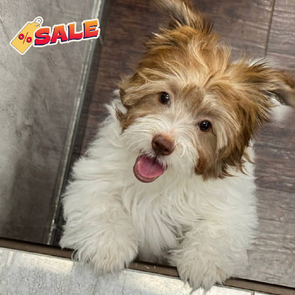 Image of a pet breed in the gallery