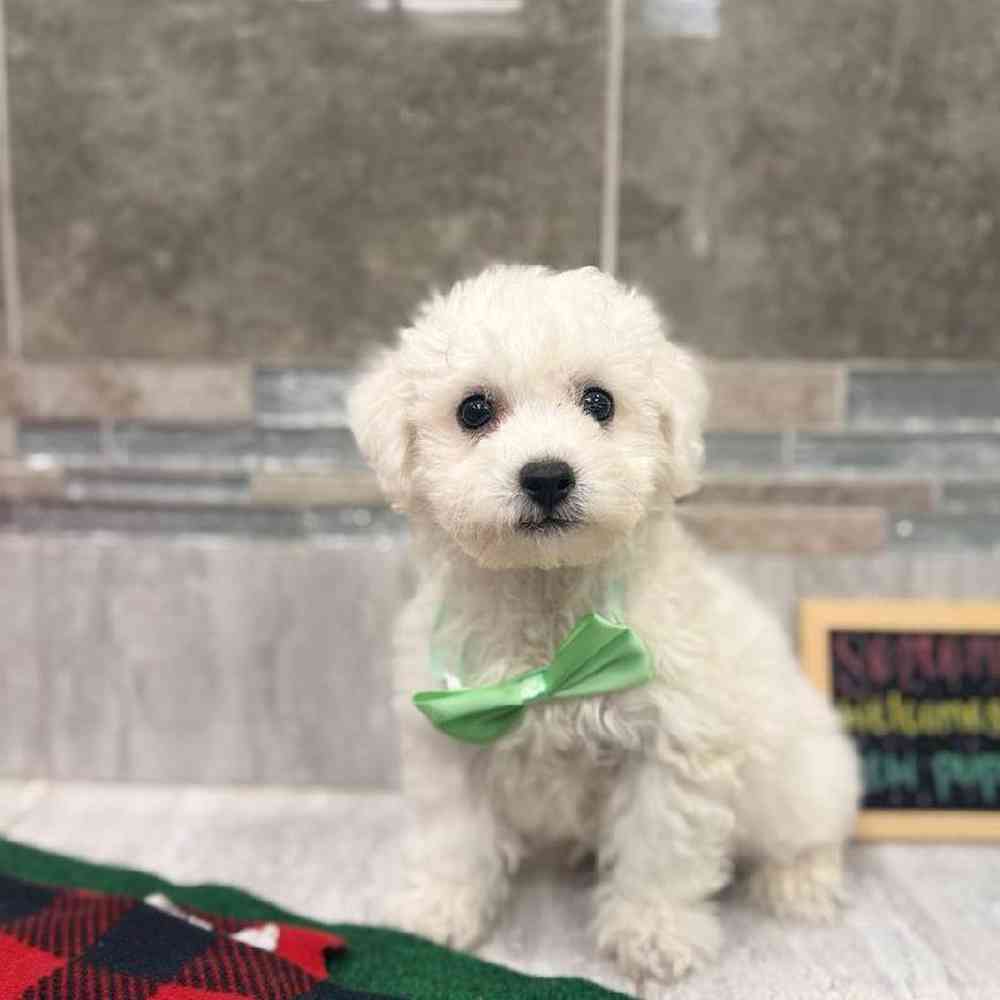 Image of a pet breed in the gallery