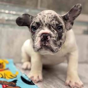 French Bulldog